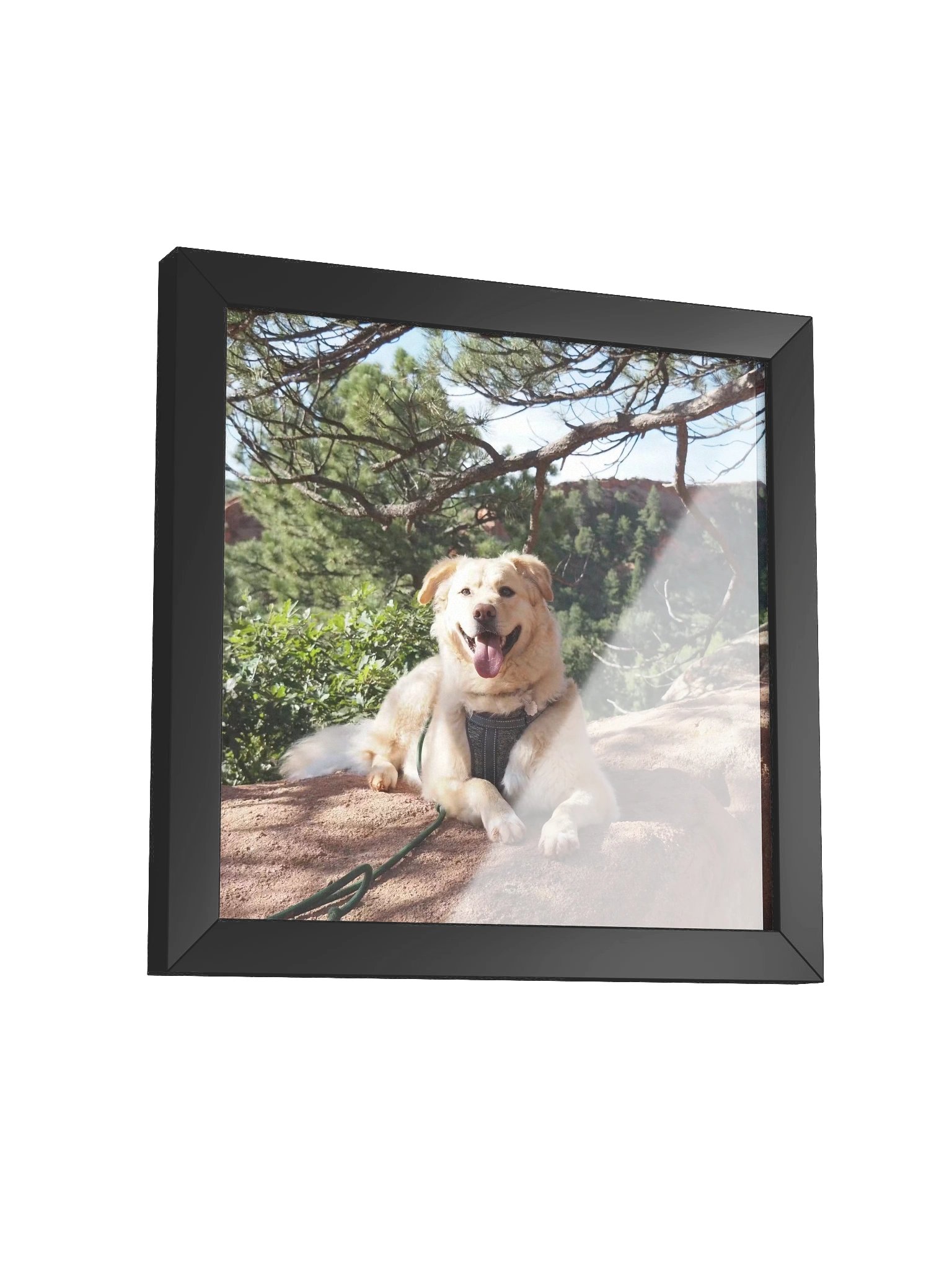 Sun Bathe - Milo's Life Square Framed Poster product image (11)