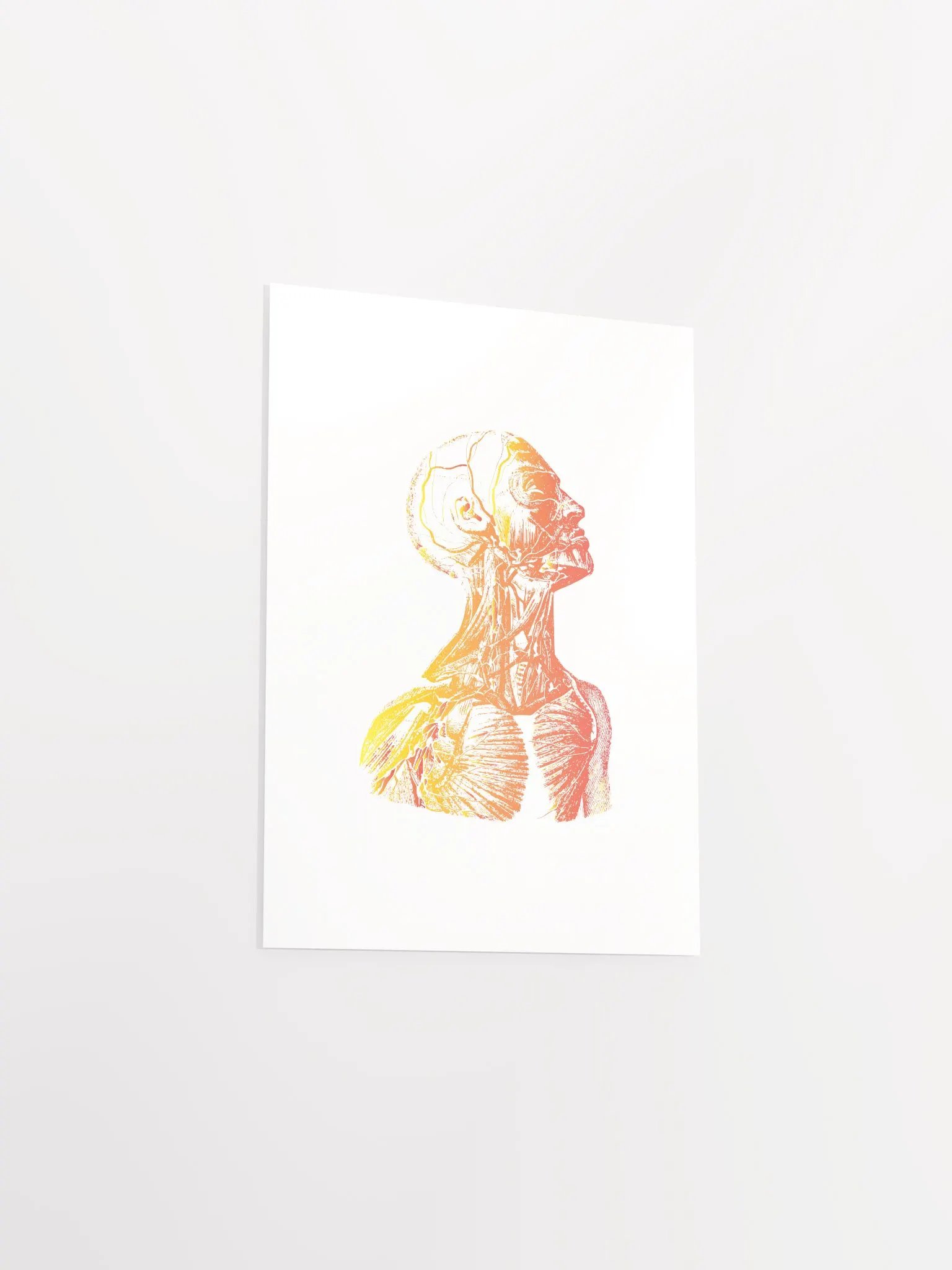 Anatomy - Head product image (17)