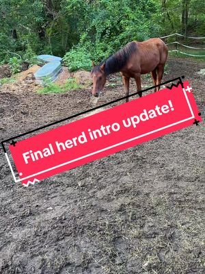 I feel pretty confident saying that Zuko had fully integrated with the herd!  #horsegirl #babyhorse #oldhorse #horse #lgbtequestrian 