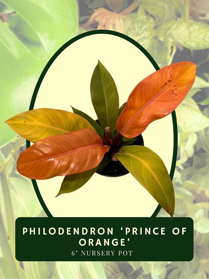 Philodendron 'Prince of Orange' product image (2)