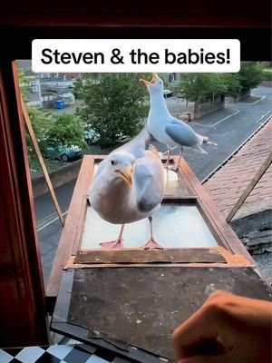 Stevens baby is slowly coming closer to the window… its only a matter of time before he decides to hop on just like his dad 🥹 #fyp #foryou #seagull #birds #feedingsteven