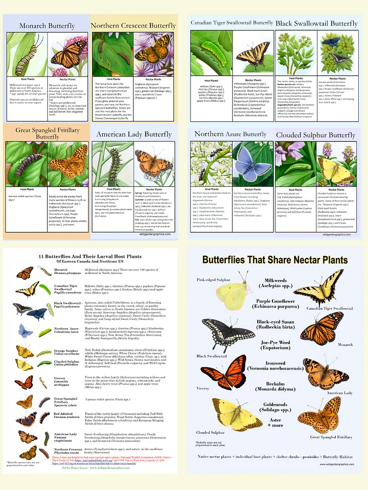 Butterfly Info Pages product image (1)