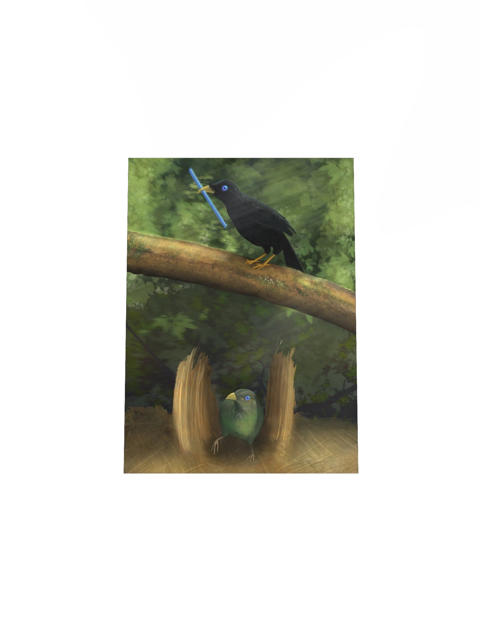 Serene Bowerbird Poster product image (8)
