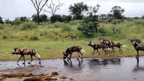 Large pack of Wild Dog hunts Impala successfully in Kruger National Park @PKSafaris 

#krugernationalpark #wilddog #wildlife ...