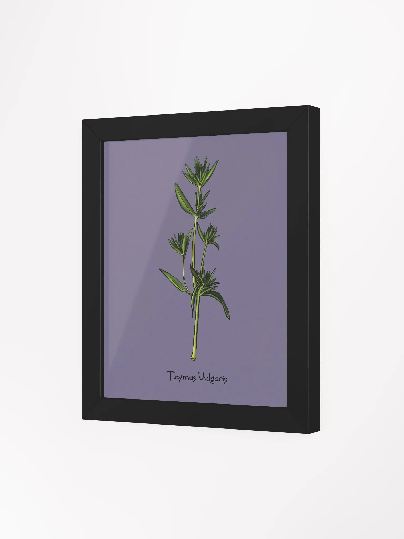 Summer Thyme Botanical Study product image (9)