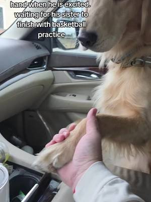 He is the bestest boy! #fyp #goldenretrieversoftiktok #maverick #goldenretrievers 
