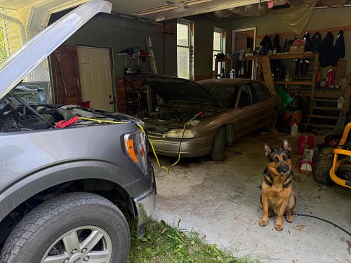 Experiencing the peak male experience #viral #trending #ford #chevy #germanshepherd