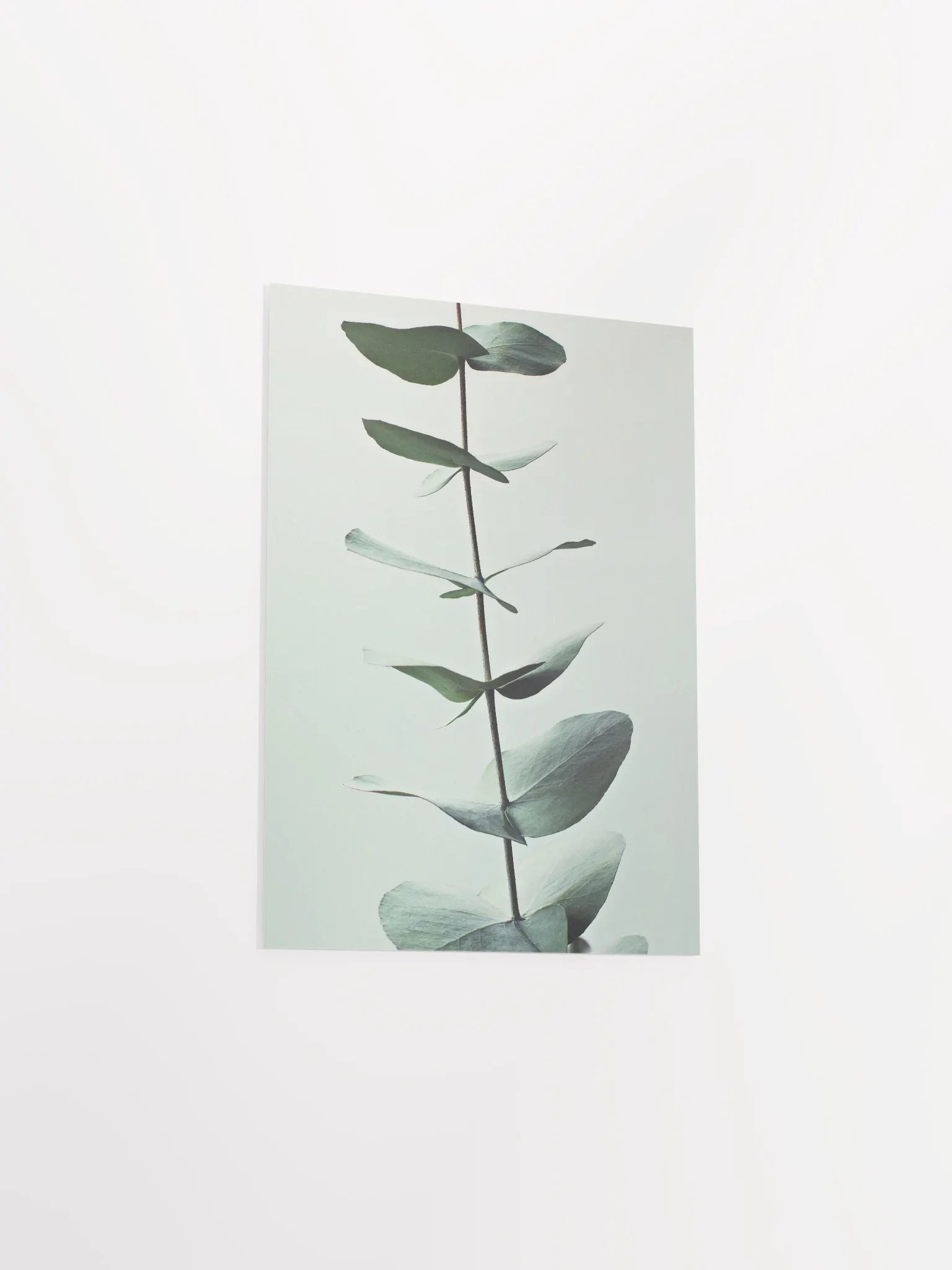 Eucalyptus Whispers Matte Poster product image (33)
