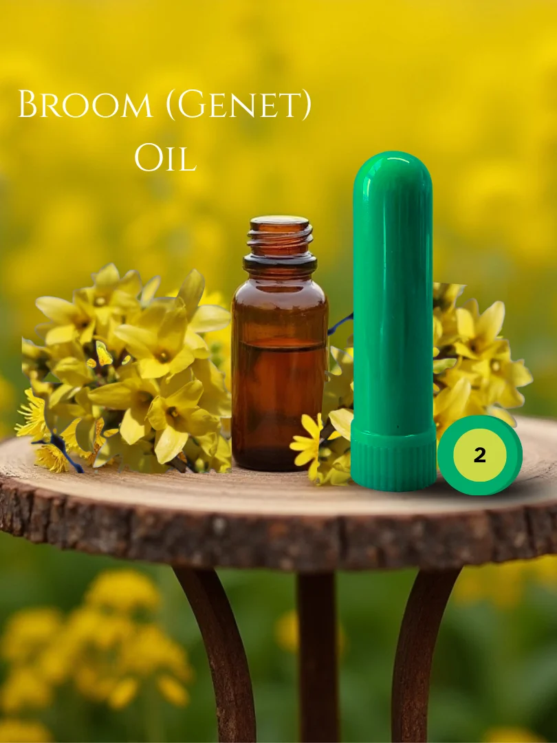 Olfaria Wood Odor Training Kit | 5 Single-Note Essential Oils | Scent Education | Train Your Nose product image (3)