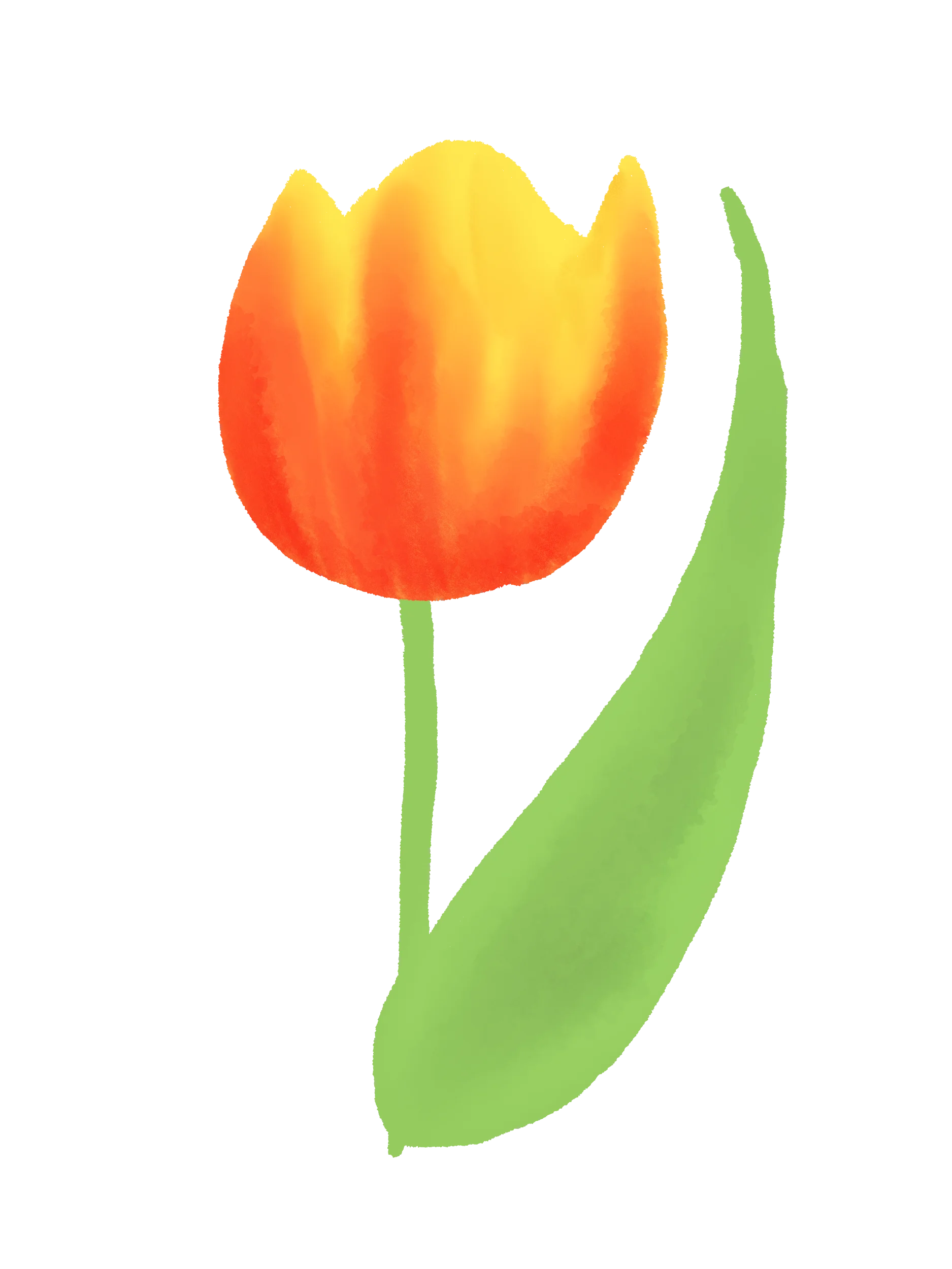 20 Hand-Drawn Flower & Botanical PNG Clipart Bundle product image (6)