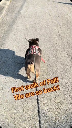 We are so back! #englishbulldog #halloween #sxemonster #dogsofinstagram #dog