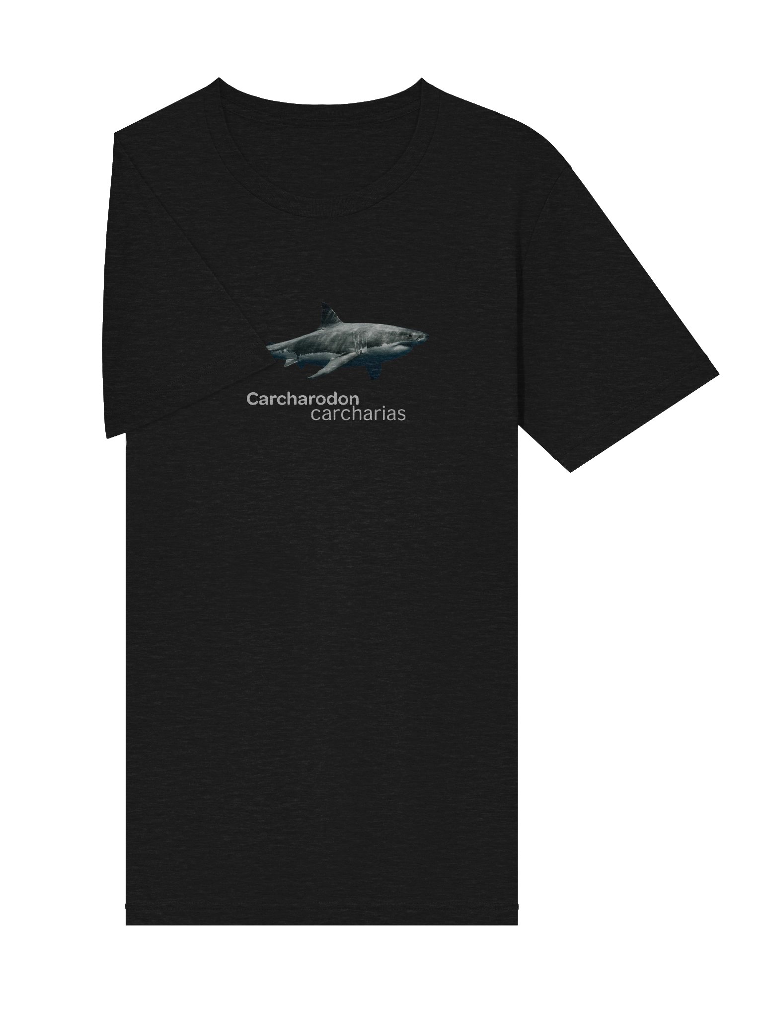 Carcharodon carcharias. product image (5)