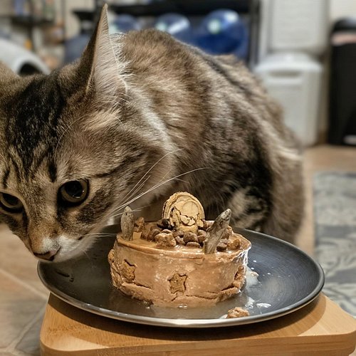 Yesterday, Bánh mì turned a year old. 🥳 For her dinner I put together a cat cake made of her cat food, cat treats, crunchy mi...