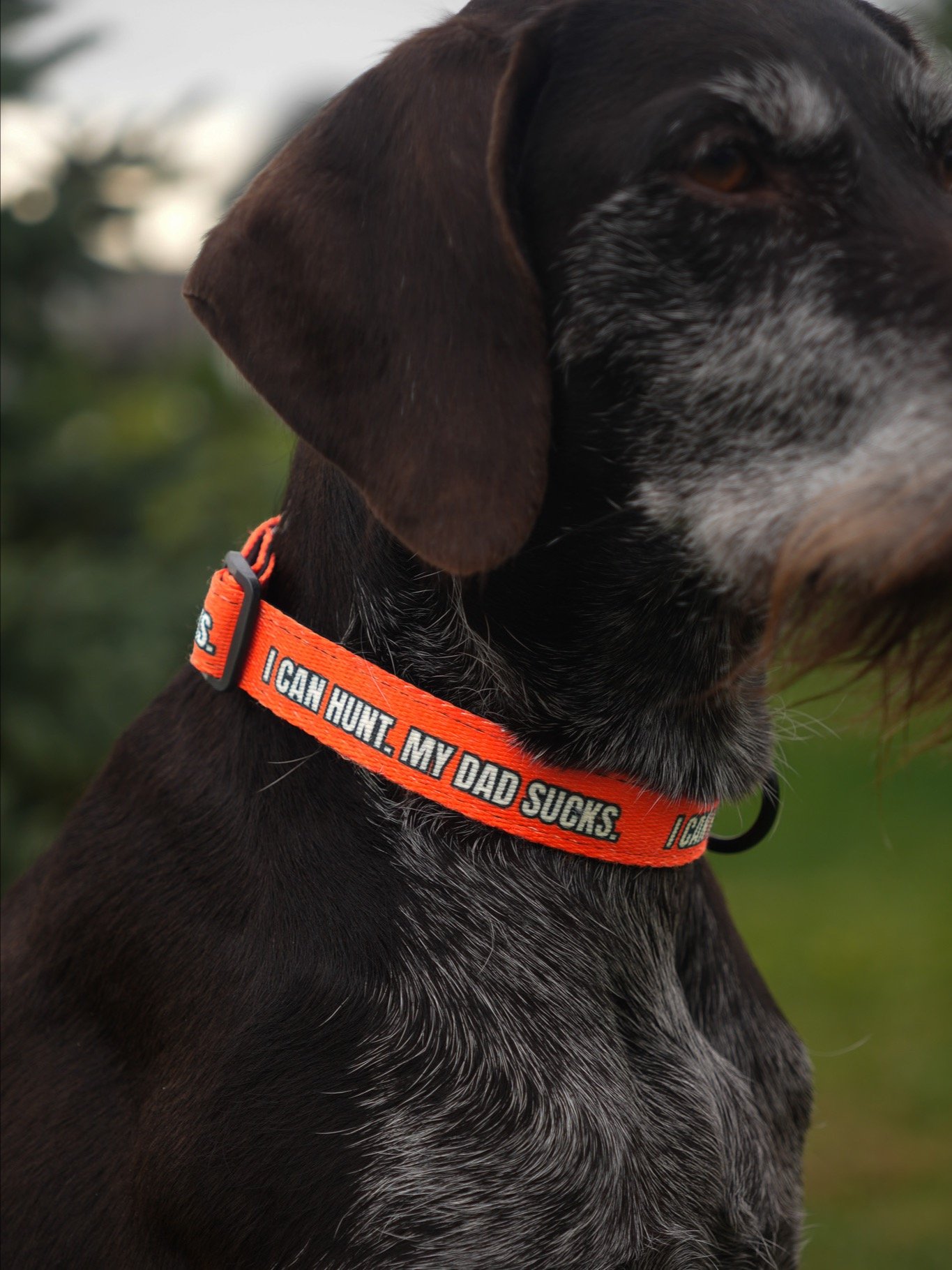 "I Can Hunt. My Dad Sucks." Upland Hunting Dog Collar product image (4)