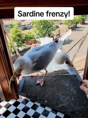Steven was in a sardine frenzy today… no time to park the cheeks. But we managed to slip Ethan one 🥹 t’was a good day ❤️ #fyp #foryou #seagull #feedingsteven #birds