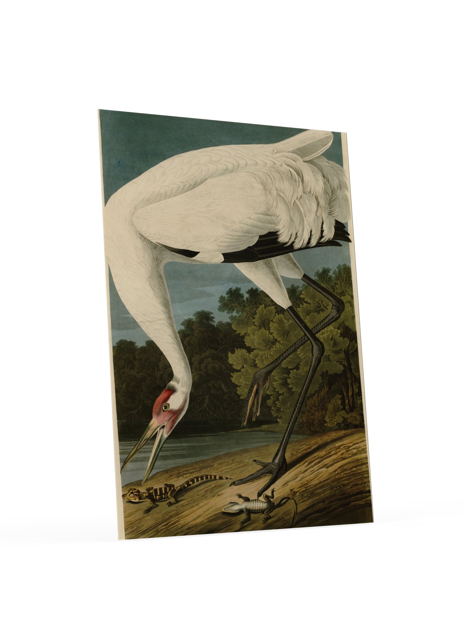 Hooping Crane, Plate 226 – Audubon Poster product image (4)