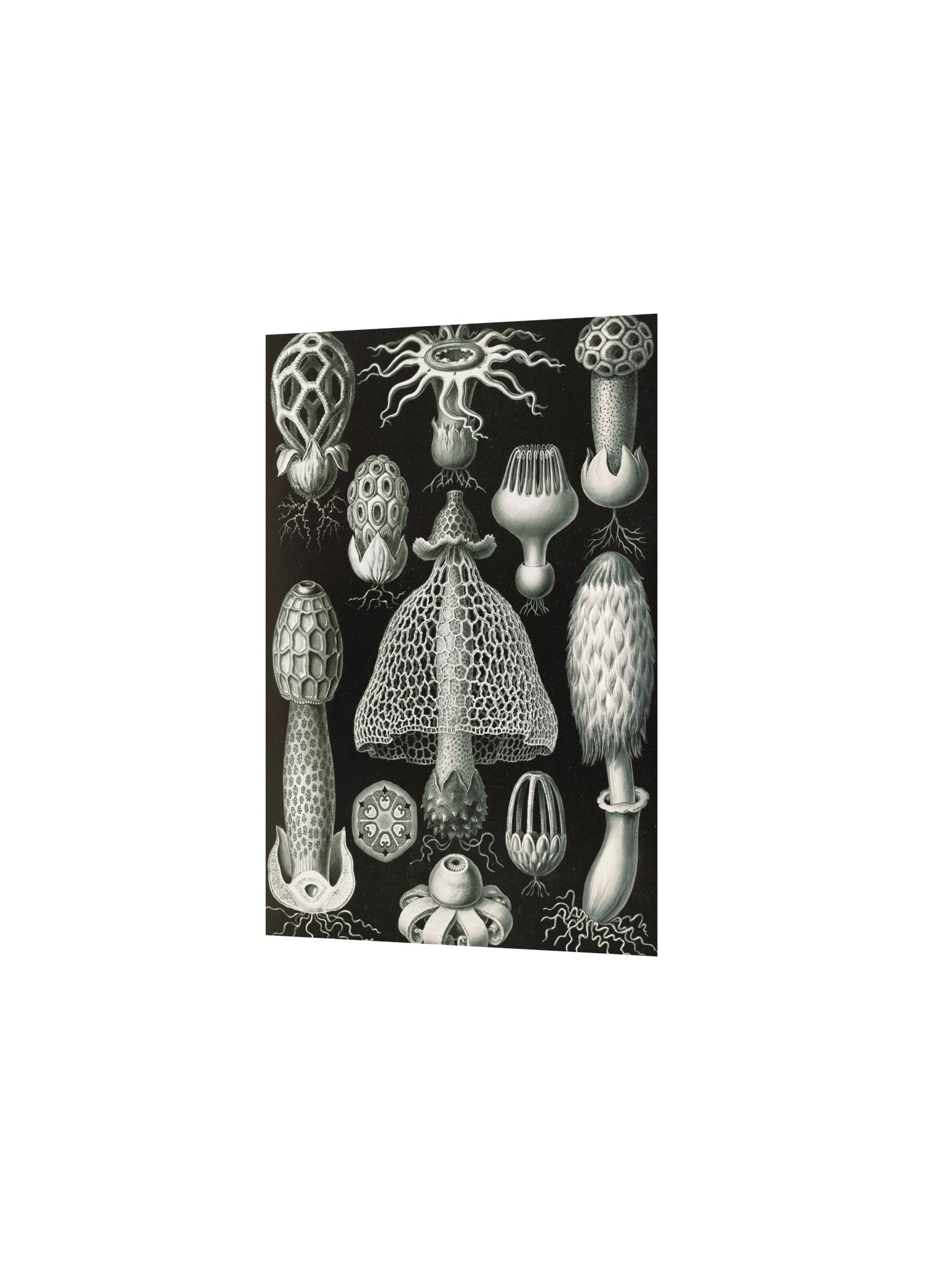 Stinkhorn Fungi Antique Botanical Art Print product image (5)