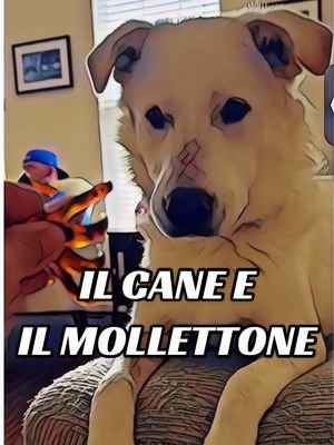 Il cane e il mollettone 🐶 #doppiaggio #animali #roma #cane #cani 