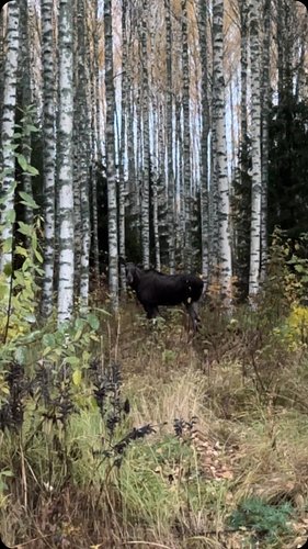 Morning moose
