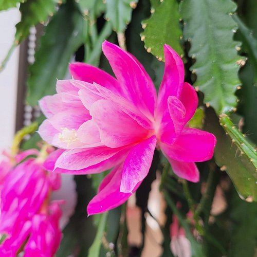 meemaws blossoms 👵

#magical
#beautiful
#grandmother
#sign
#nature
#naturelovers
#naturel
#garden
#color
#pink
#green
#beauti...