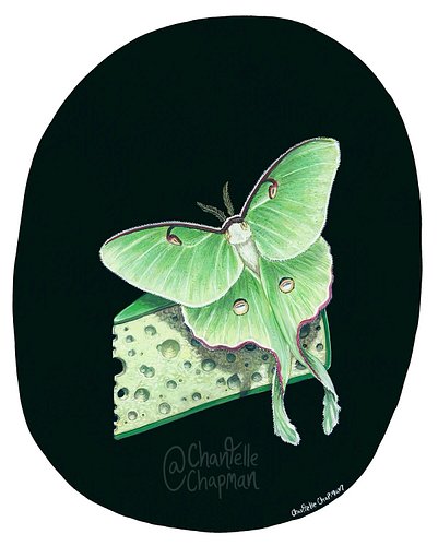 ‘Waxing Gibbous (Luna Moth)’ my newest piece. Traditional gouache on 9x12 inch white watercolor paper. A luna moth (Actias lu...