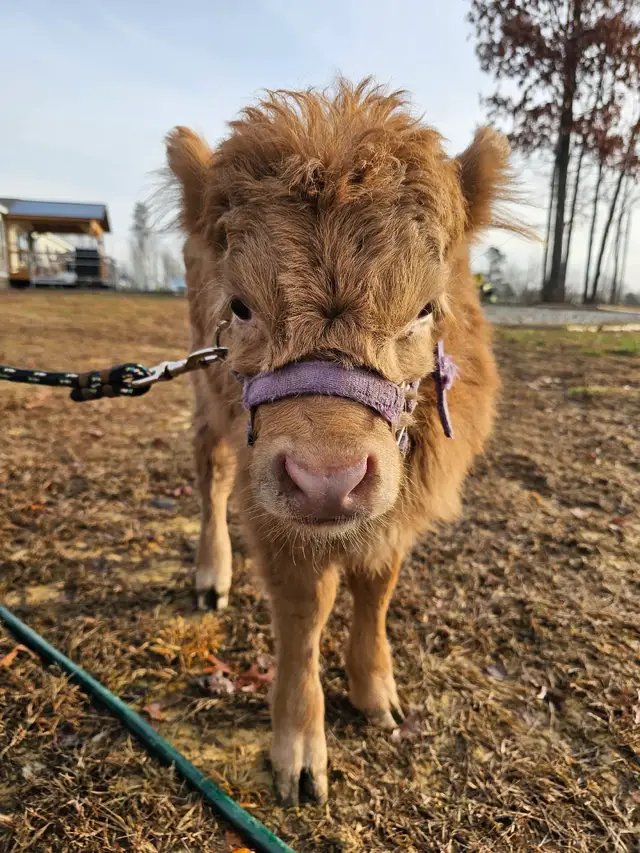Im so excited to start sharing our highland cows! Meet How-dee and Minnie Pearl! 