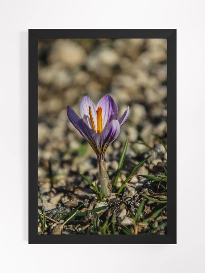 Print Fine art photography - Resilient Bloom product image (1)