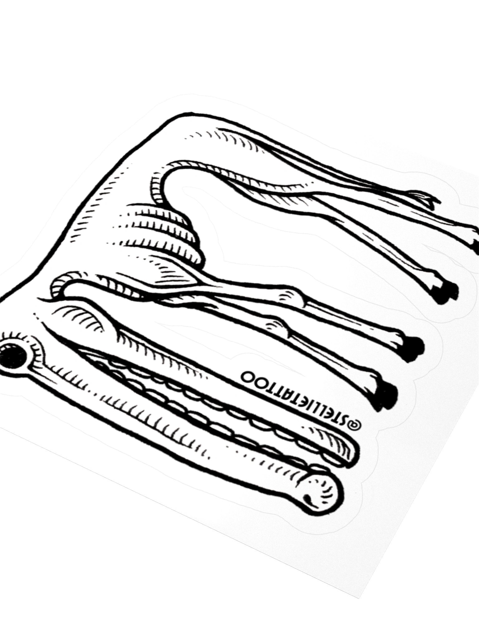 Specimen No. 3 - Longface product image (5)
