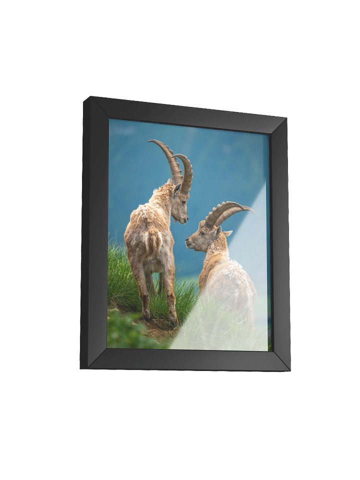 Junge Steinböcke auf dem Brienzer Rothorn product image (21)