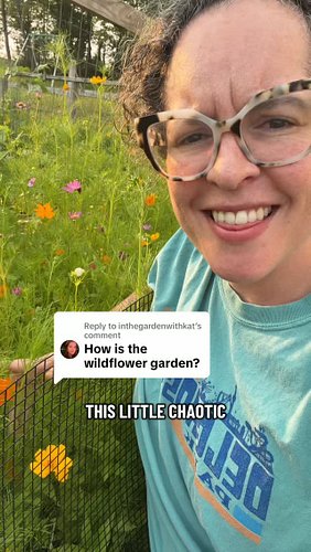 oh you mean the only thing going well in my life? Thank you for asking haha. Happy to report the Cosmos and zinnias are doing...
