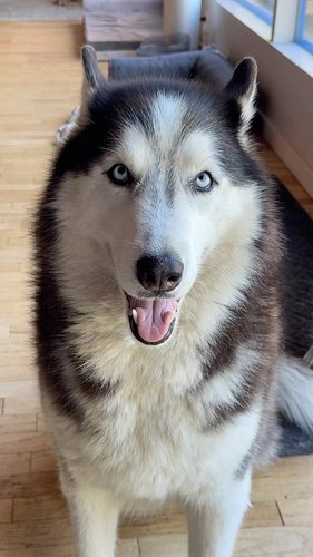 Sometimes I think he just likes to remind me who’s in charge. 🐺😒😮‍💨
.
.
.
.
.
.
.
.
.
.
#siberianderpskies #husky #siberianhu...