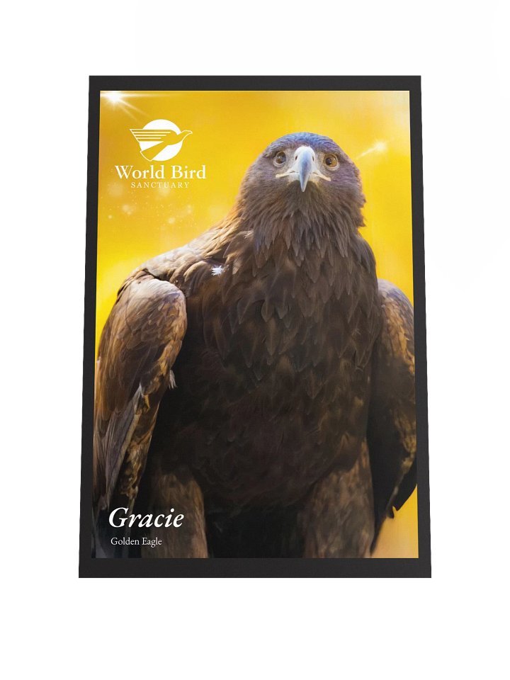 Gracie - Golden Eagle at WBS Poster product image (1)