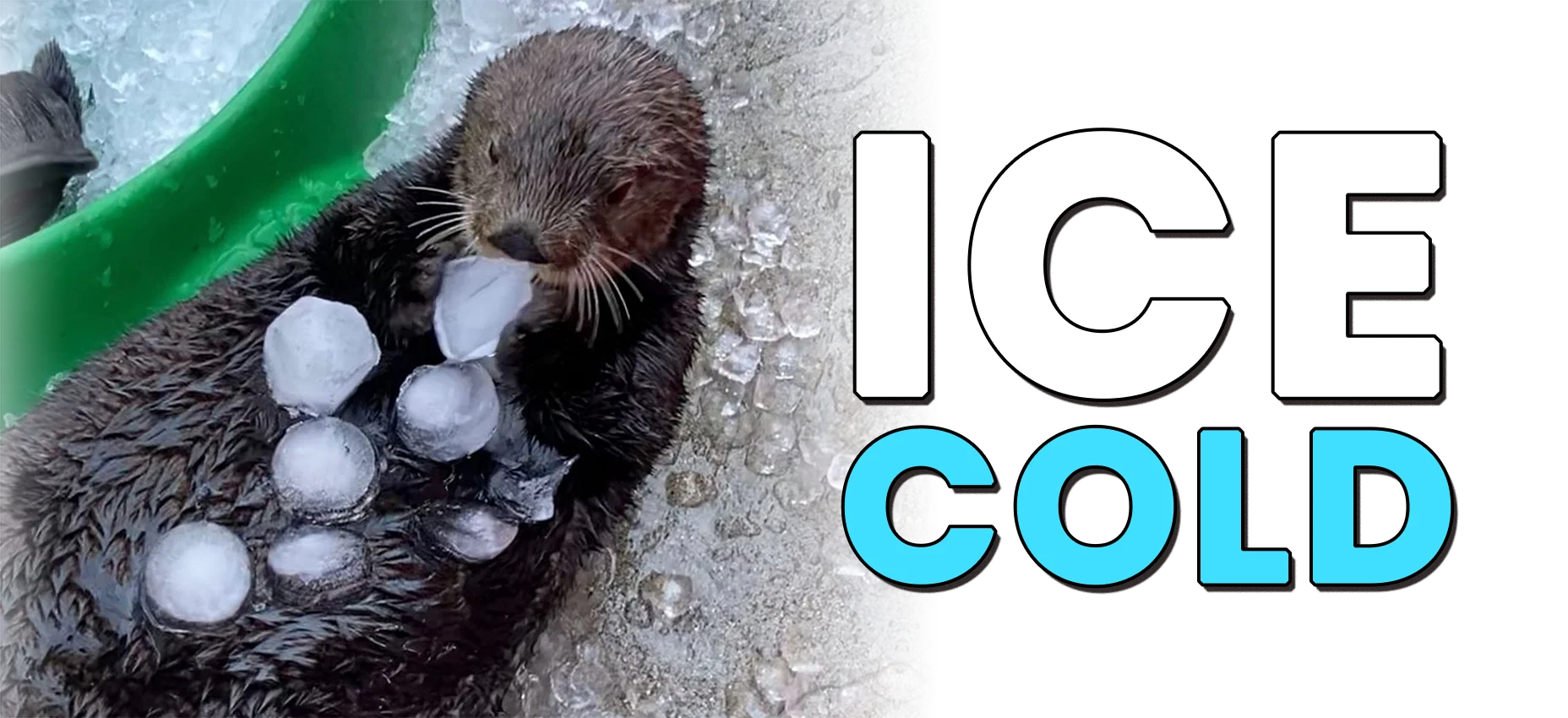 Ice Cold Otter Koozie product image (5)