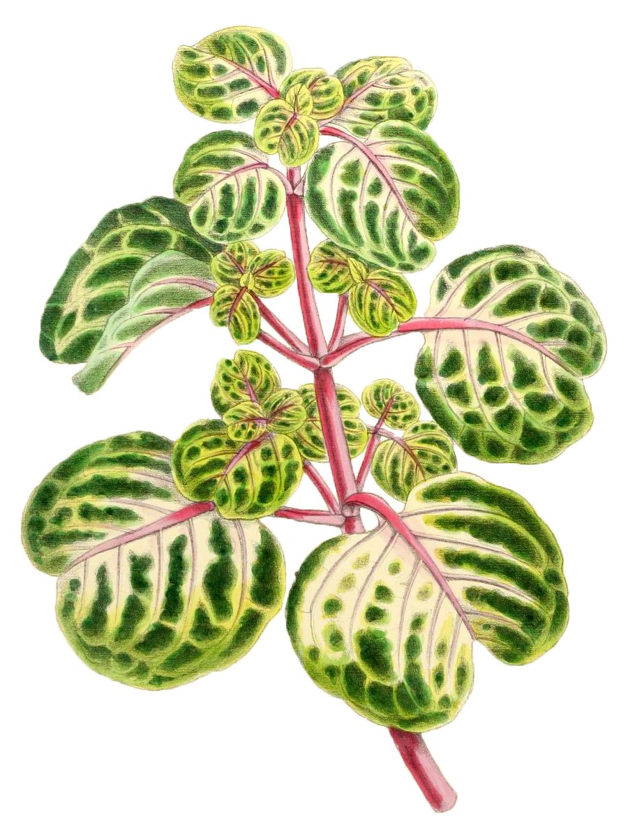 Iresine Herbstii Aureo Reticulata - PNG/JPG - 1867 Botanical Illustration - Royalty Free Vintage Plant and Botanical Image product image (1)