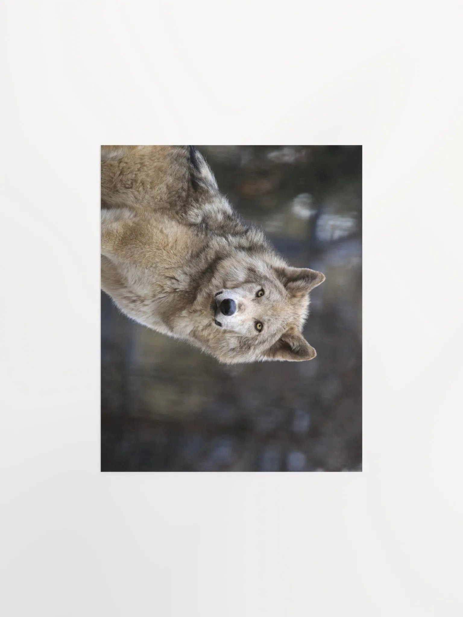 Grey Wolf Poster product image (3)