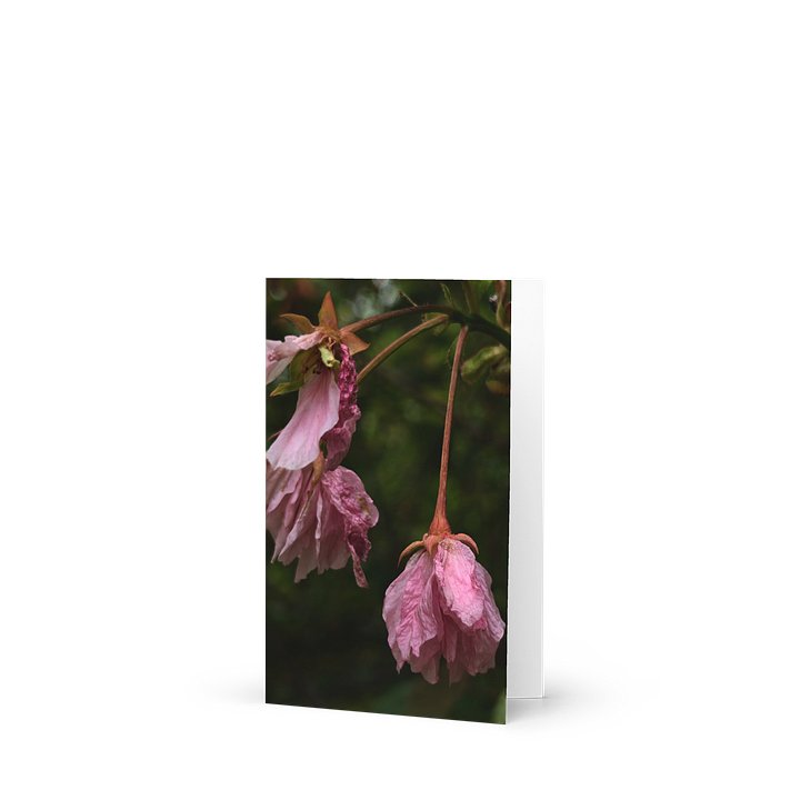 wilted cherry — from "holding" | art print | eza | casa de karma product image (1)