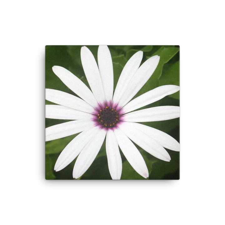 Daisy on Canvas product image (1)