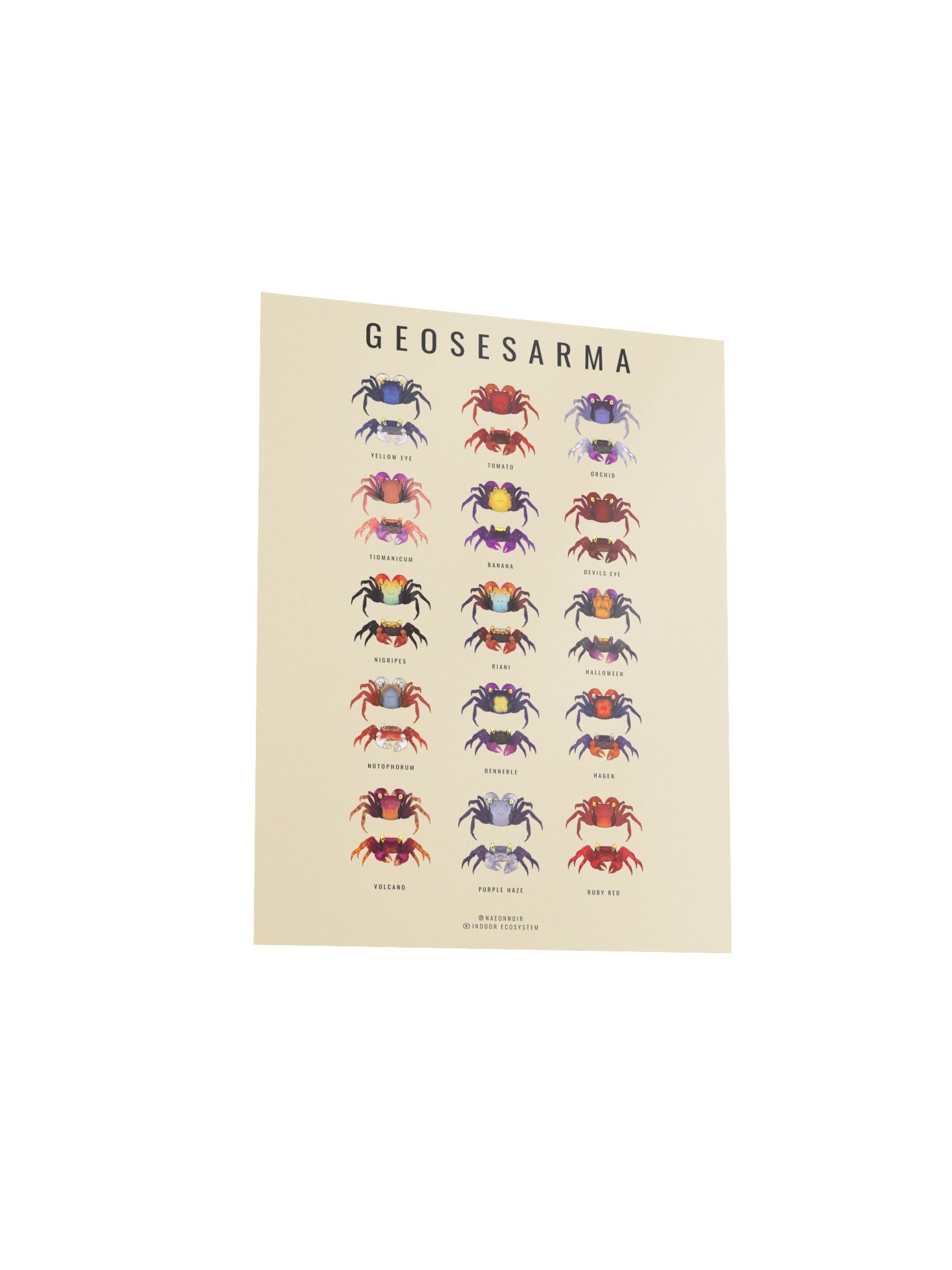 GEOSESARMA VAMPIRE CRAB POSTER (CREAM) product image (3)
