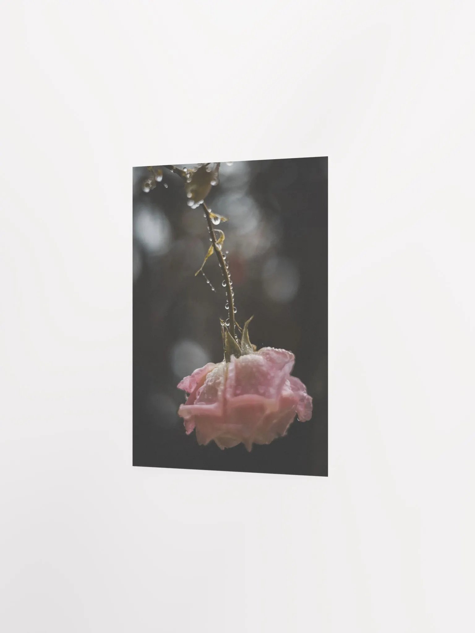 Morning Rose product image (3)