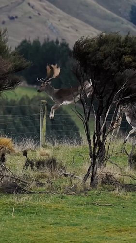 Me jumping to conclusions like... 🦌💨

​Seriously though, the clearance on these fallow bucks is insane. Have seen them clear ...