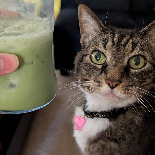 Matcha eyes 💚