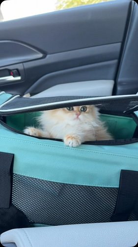 Just brought home my new kitten from @astridmooncattery