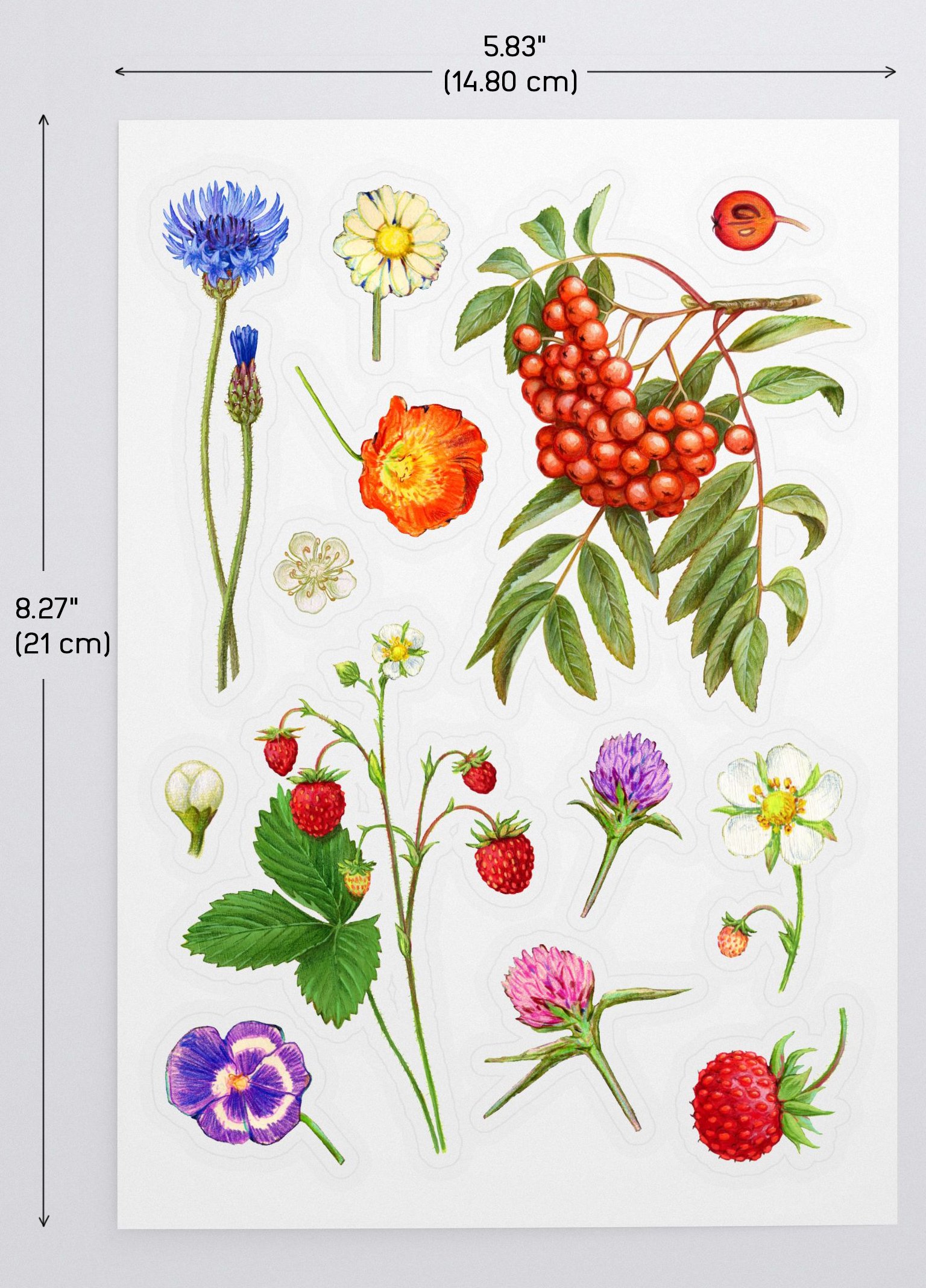 Botanical illustrations sticker sheet product image (3)