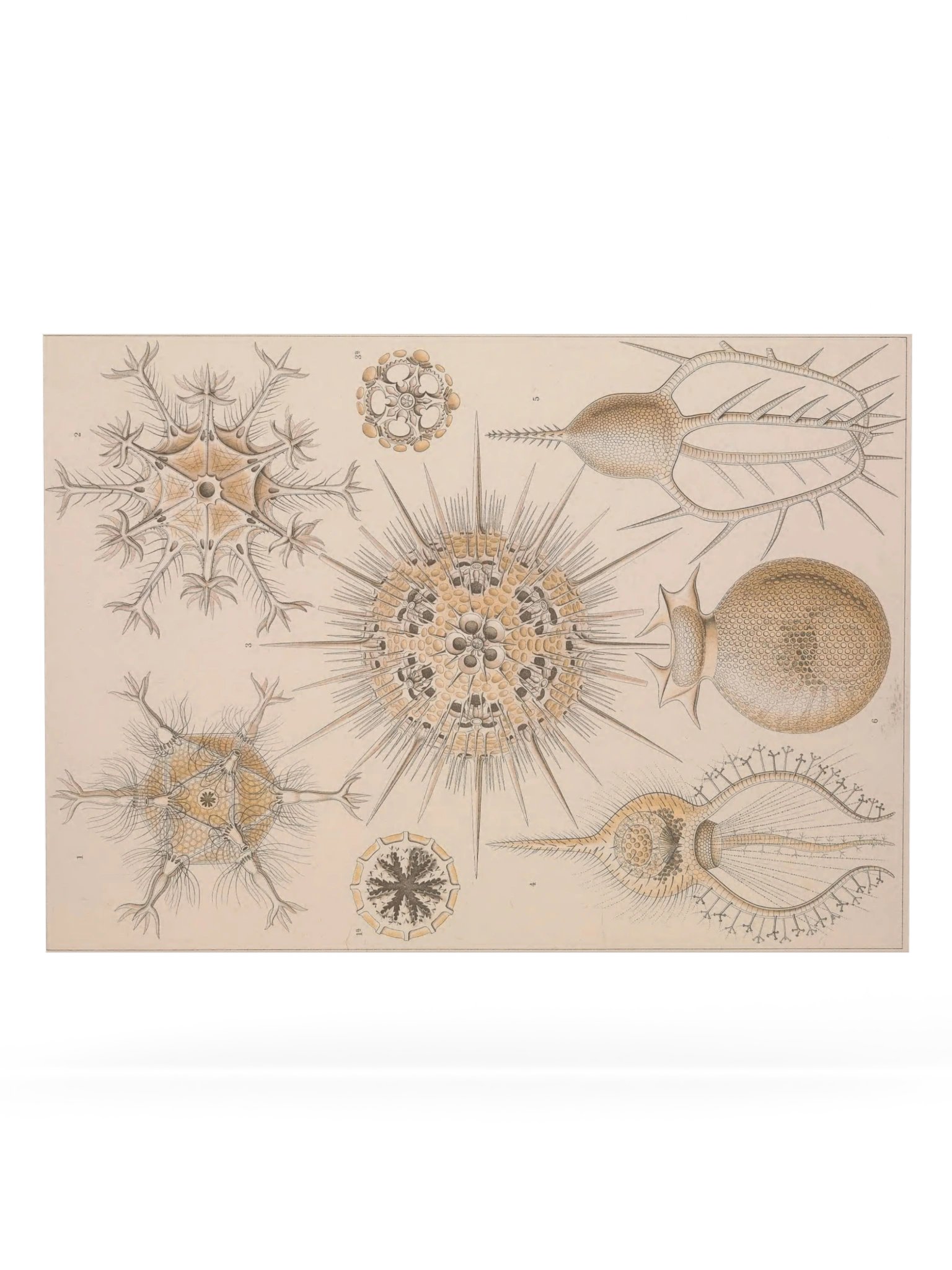 Phaeodaria, Plate 1 – Haeckel Poster product image (6)