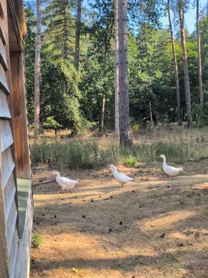 Turns out all I needed was Sertraline and a trip to center parcs #centerparcs #goose #funny