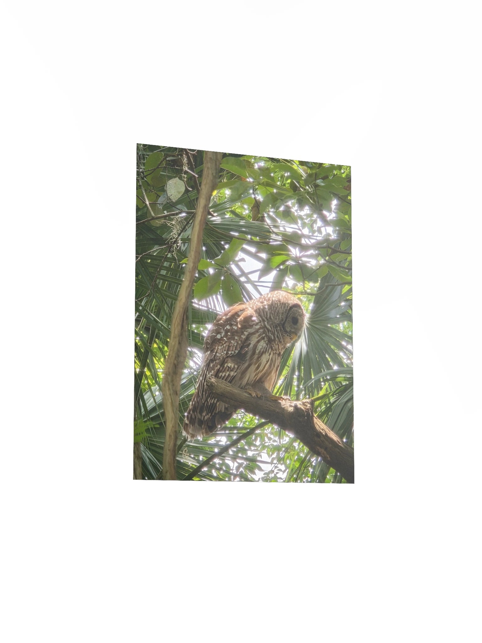 Side Barred Owl product image (14)