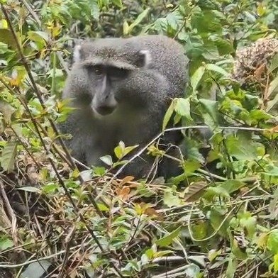 Rare Encounter: Samango Monkey at Graskop Gorge Lift!

🌿 Peek-a-boo! Look who we found on our latest Panorama Route expeditio...