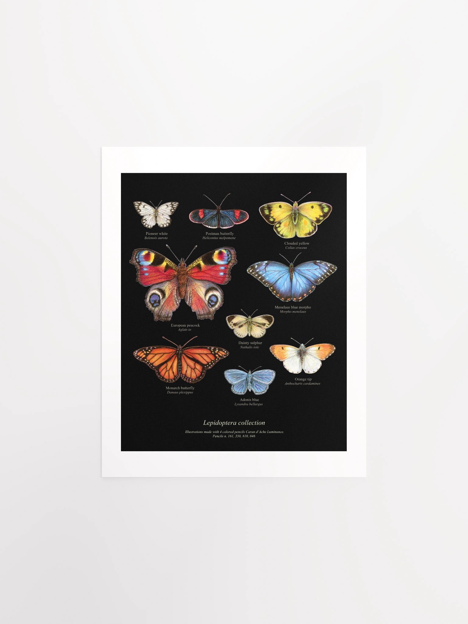 Butterflies illustration Art Poster product image (3)