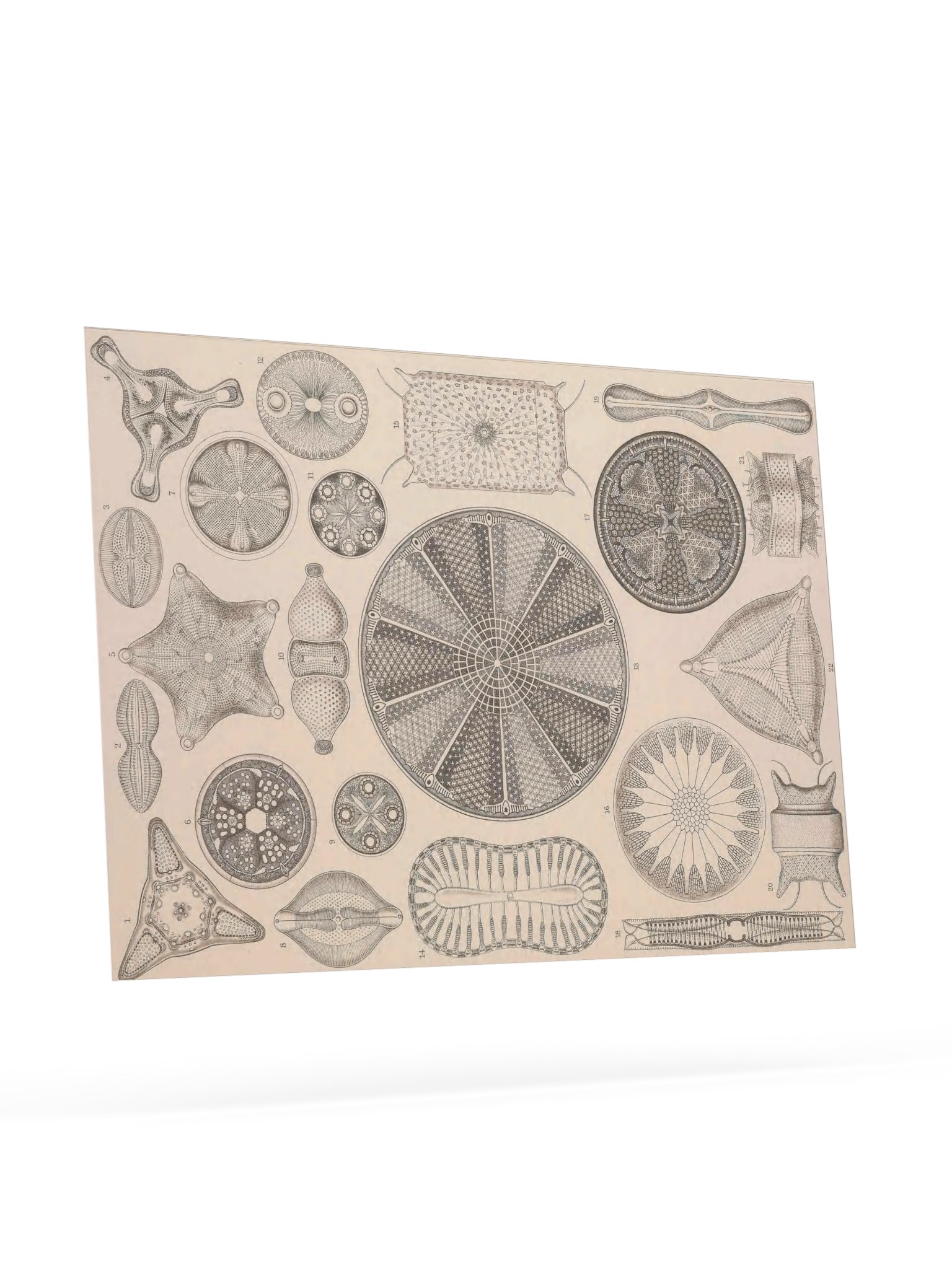 Diatomea, Plate 4 – Haeckel Poster product image (9)