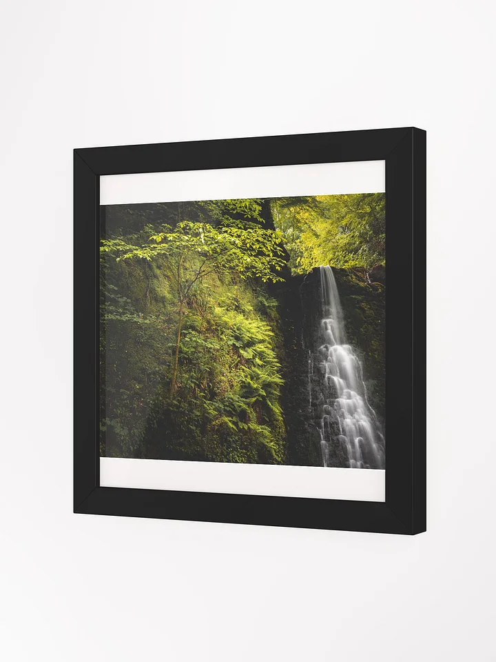 Falling Foss Sapling product image (8)